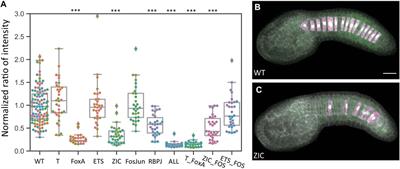 Quantitative Dissection of the Proximal Ciona brachyury Enhancer